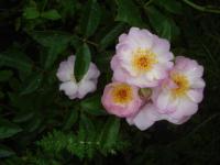 Růže 'Gaard um Titzebierg' - Mnohokvěté růže (Rosa)