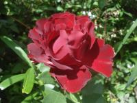 Růže 'Hommage á Barbara' - Velkokvěté růže (Rosa)