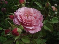 Růže 'Ina an Mona' - Sadové růže (Rosa)