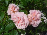 Růže 'Irma' - Sadové růže (Rosa)