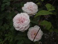 Růže 'Marie Dermar' - Historické růže (Rosa)