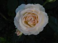 Růže 'Pastella' - Mnohokvěté růže (Rosa)
