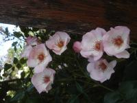 Růže 'Sourire d'Isabelle' - Pnoucí růže (Rosa)