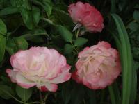 Růže 'Tourbilon' - Mnohokvěté růže (Rosa)