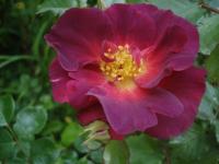 Růže 'Wild Rover' - Sadové růže (Rosa)