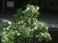 Růže svraskalá 'Agnes' (Rosa rugosa)