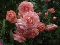 Růže 'Schackenborg Castle' - Mnohokvěté růže (Rosa)