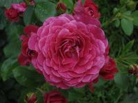Růže 'Domaine St Jean de Beauregard' - Mnohokvěté růže (Rosa)