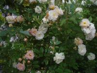 Růže 'Ghislaine de Féligonde' - Pnoucí růže (Rosa)