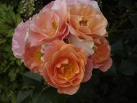 Růže 'Hide and Seek' - Mnohokvěté růže (Rosa)