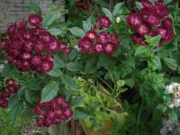 Růže 'Ilmenau' - Mnohokvěté růže (Rosa)