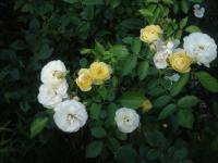 Růže 'La Feuillerie' - Mnohokvěté růže (Rosa)