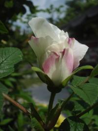 Růže 'Louise Bugnet' (Rosa)