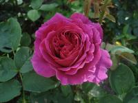 Růže 'Othello' - Anglické růže (Rosa)