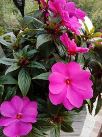 Netýkavka balzamína (Impatiens balsamina)