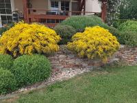 Kručinka lydijská (Genista lydia)