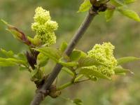 Bez koralowy (Sambucus racemosa)