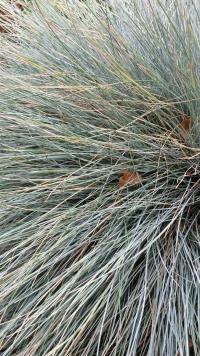 Kostřava ovčí (Festuca ovina)