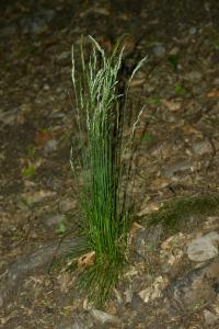 Kostřava ovčí (Festuca ovina)