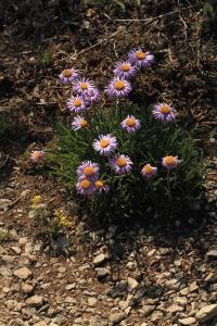 Hvězdnice alpská (Aster alpinus)