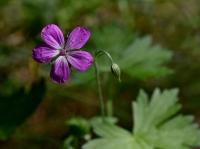 Kakost bahenní (Geranium palustre)