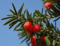 Tis červený (Taxus baccata)