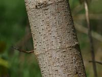 Javor jasanolistý (Acer negundo)