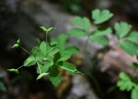Zapalice žluťuchovitá (Isopyrum thalictroides)