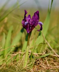 Kosatec nízký (Iris pumila)