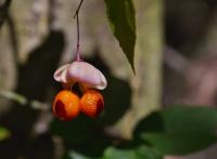 Brslen bradavičnatý (Euonymus verrucosus)