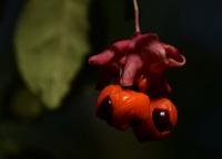 Brslen bradavičnatý (Euonymus verrucosus)