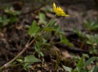 Orsej jarní (Ficaria verna)