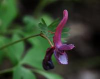 Dymnivka plná (Corydalis solida)