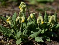 Prvosenka jarní (Primula veris)