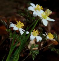 Sasanka hajní (Anemone nemorosa)