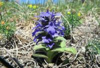 Zběhovec plazivý (Ajuga reptans)
