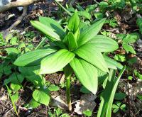 Lilie zlatohlavá (Lilium martagon)
