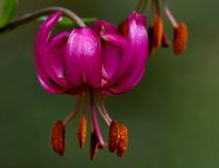 Lilie zlatohlavá (Lilium martagon)