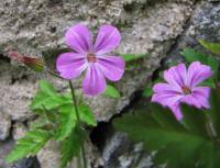 Kakost smrdutý (Geranium robertianum)