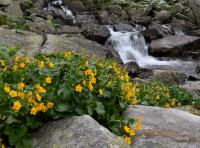 Blatouch bahenní horský (Caltha palustris subsp laeta)