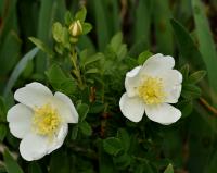 Růže bedrníkolistá (Rosa spinosissima)