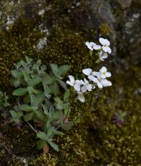 Huseník kavkazský (Arabis caucasica)