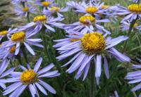 Hvězdnice alpská (Aster alpinus)
