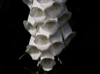 Náprstník červený (Digitalis purpurea)