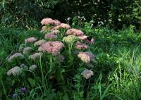 Rozchodníkovec nachový (Hylotelephium telephium)