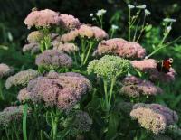 Rozchodníkovec nachový (Hylotelephium telephium)