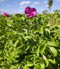 Růže svraskalá (Rosa rugosa)