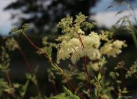 Tužebník jilmový (Filipendula ulmaria)