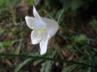 Zvonek broskvolistý- flore albo (Campanula persicifolia)