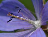Kakost luční (Geranium pratense)